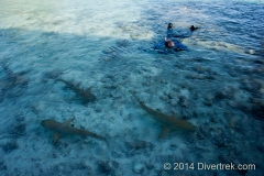 photographing black tip sharks at Tetamanu