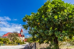 Bread Fruit tree at Avatoru.