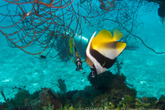 Bannerfish under one of the Betty bomber's wings at Truk lagoon