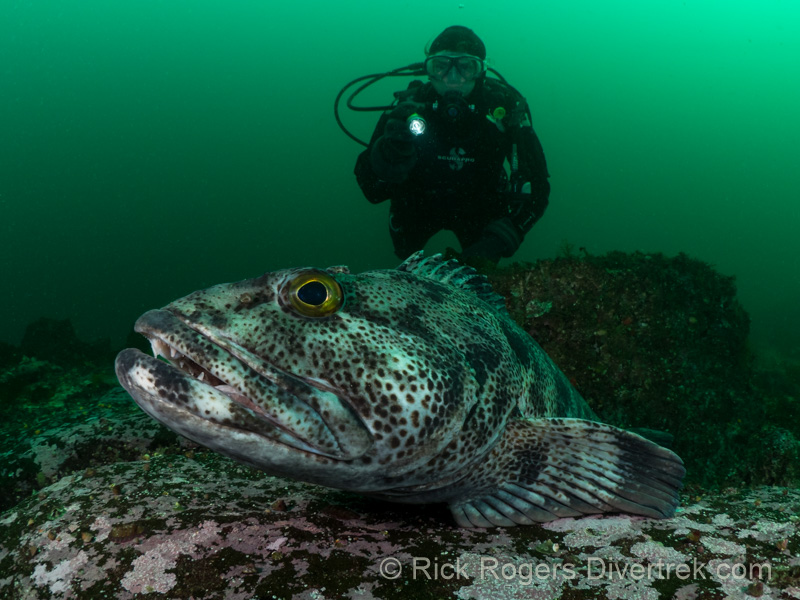 Diving Northern Vancouver Island. – Diver Trek