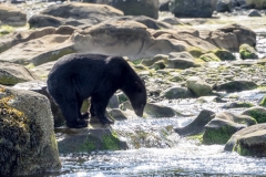 Black Bear hunting for Salmon, British Columbia. Black Bear hunting for Salmon, British Columbia.