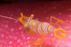 Candy Stripe shrimp. Candy Stripe shrimp.