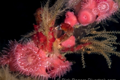 a feeding Graceful Kelp crab. a feeding Graceful Kelp crab.