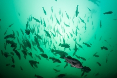 Black Rockfish at Fish Bowl divesite. Black Rockfish at Fish Bowl divesite.