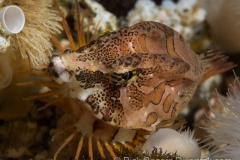 Grunt Sculpin. Grunt Sculpin.