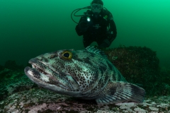 Ling Cod at Fish Bowl dive site. Ling Cod at Fish Bowl dive site.