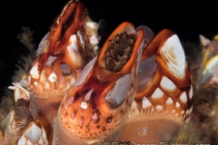 Nakwakto Goose-neck barnacle. Nakwakto Goose-neck barnacle.