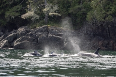 Orca and White-sided Dolphins Orca and White-sided Dolphins