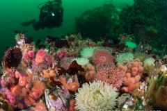 Diving British Coumbia Diving British Coumbia