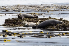 Seals on Pearse Island. Seals on Pearse Island.