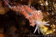 Red Flabellina nudibranch. Red Flabellina nudibranch.