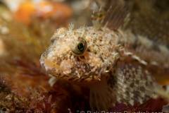 Scalyhaed Sculpin. Scalyhaed Sculpin.