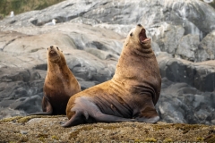 Stellar Sea Lions at British Columbia. Stellar Sea Lions at British Columbia.