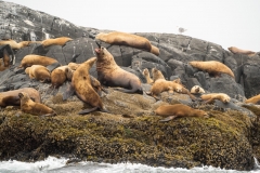 Stellar Sea Lions at British Columbia. Stellar Sea Lions at British Columbia.