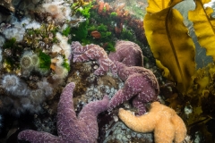 Ochre Sea Stars at Browning Wall. Ochre Sea Stars at Browning Wall.