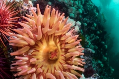 Painted Anenome at Browning Pass. Painted Anenome at Browning Pass.