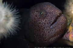 Sub-adult wolf eel British Columbia Sub-adult wolf eel British Columbia