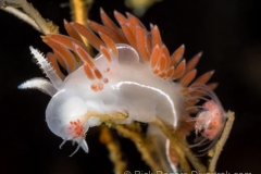 Three-Lined Nudibranch feeding on hydroid Three-Lined Nudibranch feeding on hydroid