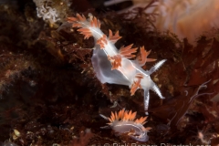 Three-lined Nudibranchs with egg ribbon. Three-lined Nudibranchs with egg ribbon.