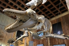 Whale Museum at Telegraph Cove. Whale Museum at Telegraph Cove.