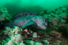 Wolf Eel eating Urchin. Wolf Eel eating Urchin.