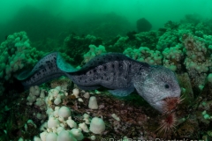 Wolf Eel Eating Urchin. Wolf Eel Eating Urchin.