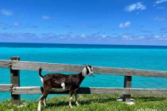 Goat in Bermuda