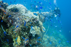 stern gun of the Fujikawa Maru wreck