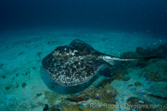 marbled stingray near the Fujikawa Maru wreck.