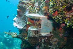 maker's plate of the bow gun on the Fujikawa Maru wreck.