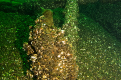 Anchor of the George Marsh wreck.