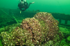 Windlass on George Marsh wreck