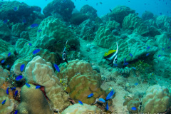Coral on Heian Maru wreck