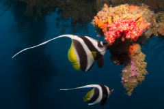 fish on Heian Maru wreck
