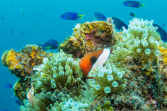 Tomato Clownfish on the wreck at Truk lagoon