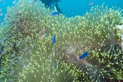 Kiyosumi-Maru marine life.