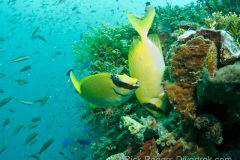 Kiyosumi-Maru marine life