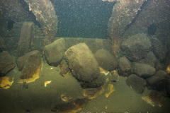 Rocks weights in Land tortoise radeau