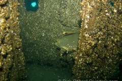 Head of the Mary Alice B.
