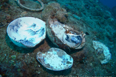 pottery on the Nippo Maru.