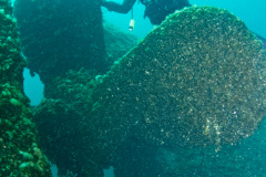 propeller and rudder of the Regina wreck