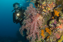 coral on the Sankisan Maru wreck