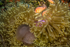 Anenome eating a jellyfish