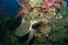 Hawksbill turtle on a night dive on the Shinkoko Maru.