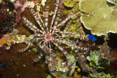 Feather star on the Shinkoko Maru