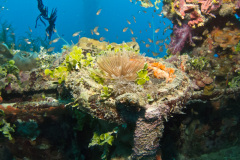 compass binnacle on the Shinkoko maru