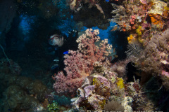 Night dive on the Shinkoko Maru.