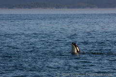 spy hopping killer whale on Stubb's Whale tour.