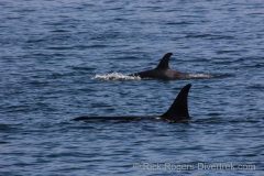 Killer whale pod on Stubb's Island whale tour