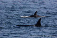Killer whale pod on Stubb's Island whale tour
